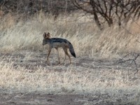 Black-backed Jackal (Canis mesomelas)