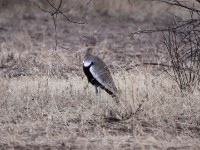 Buff-crested Bustard (Lophotis gindiana)