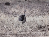 Buff-crested Bustard (Lophotis gindiana)