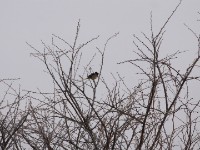 Straw-tailed Whydah (Vidua fischeri)