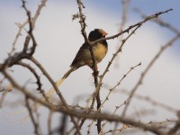 Straw-tailed Whydah (Vidua fischeri)