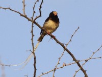 Straw-tailed Whydah (Vidua fischeri)