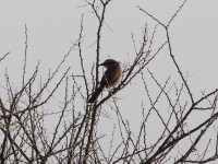 Black-crowned Tchagra (Tchagra senegalus)