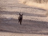 Bat-eared Fox (Otocyon megalotis)