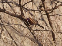 Purple Grenadier (Uraeginthus ianthinogaster)