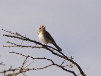 Gillett's Lark (Mirafra gilletti)
