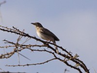Gillett's Lark (Mirafra gilletti)