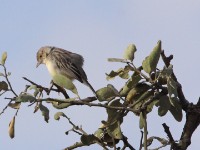 Ashy Cisticola (Cisticola cinereolus)