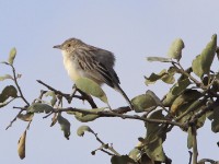 Ashy Cisticola (Cisticola cinereolus)
