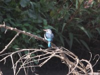 Woodland Kingfisher (Halcyon senegalensis)
