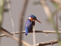 Malachite Kingfisher (Corythornis cristatus)