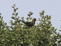 Eastern Plantain-eater (Crinifer zonurus)
