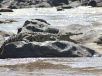 Nile Crocodile (Crocodylus niloticus)