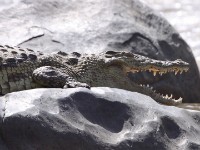 Nile Crocodile (Crocodylus niloticus)