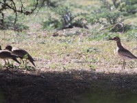 Senegal Thick-knee (Burhinus senegalensis)