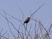 Black-billed Barbet (Lybius guifsobalito)