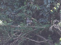 Eastern Plantain-eater (Crinifer zonurus)