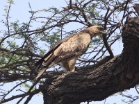 Tawny Eagle (Aquila rapax)