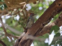 Nubian Woodpecker (Campethera nubica)