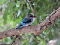 Woodland Kingfisher (Halcyon senegalensis)
