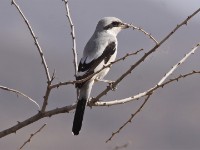 Southern Grey Shrike (Lanius meridionalis)