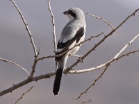 Southern Grey Shrike (Lanius meridionalis)