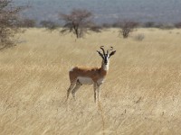 Soemmerring's Gazelle (Nanger soemmerringii)