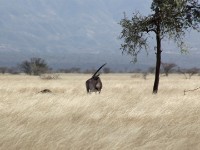 East African Oryx (Oryx beisa) Beisa