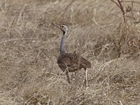 White-bellied Bustard (Eupodotis senegalensis)