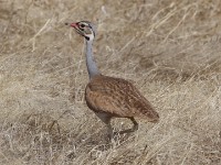 White-bellied Bustard (Eupodotis senegalensis)