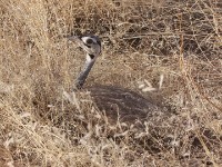 White-bellied Bustard (Eupodotis senegalensis)