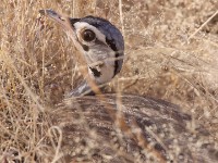 White-bellied Bustard (Eupodotis senegalensis)