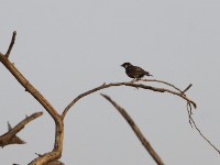Chestnut-backed Sparrow-Lark (Eremopterix leucotis)