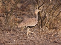 Buff-crested Bustard (Lophotis gindiana)