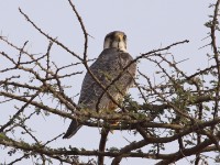 Lanner Falcon (Falco biarmicus)