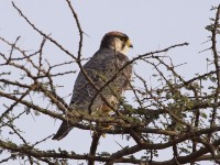 Lanner Falcon (Falco biarmicus)