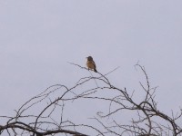 Red-winged Lark (Mirafra hypermetra)