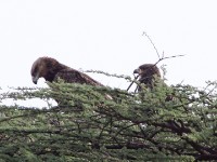 Tawny Eagle (Aquila rapax)