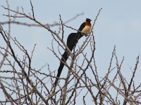 Long-tailed Paradise Whydah (Vidua paradisaea)