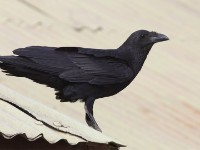 Fan-tailed Raven (Corvus rhipidurus)