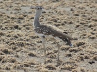 Arabian Bustard (Ardeotis arabs)
