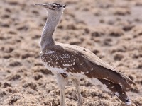 Arabian Bustard (Ardeotis arabs)