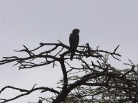 Grey Kestrel (Falco ardosiaceus)