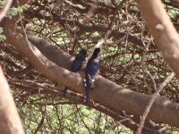 Black-billed Wood Hoopoe (Phoeniculus somaliensis) but red bill...