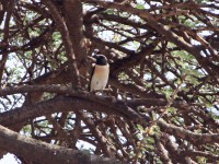 Black-eared Wheatear (Oenanthe hispanica)