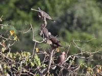 Dusky Turtle Dove (Streptopelia lugens) Red-eyed Dove (Streptopelia semitorquata)