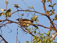 White-rumped Babbler (Turdoides leucopygia)