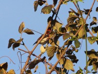 Red-headed Weaver (Anaplectes rubriceps)