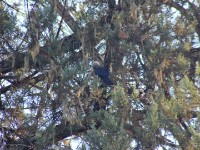 Ruspoli's Turaco (Tauraco ruspolii) Prince