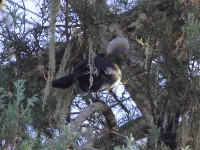 Ruspoli's Turaco (Tauraco ruspolii) Prince